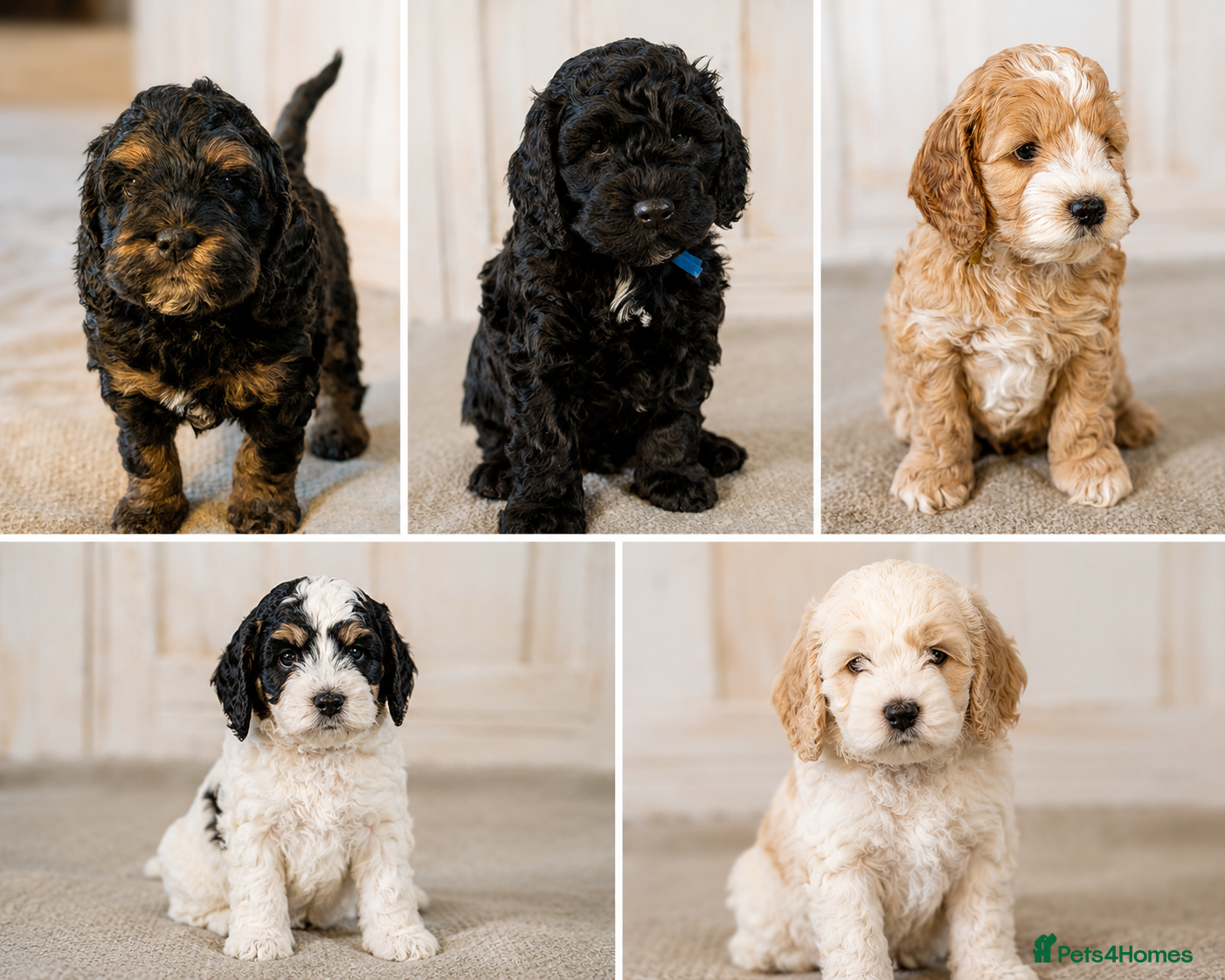 Cockapoo dogs Gorgeous F1 Cockapoo Puppies - Advert 2