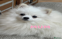 Pomeranian dogs for sale: READY 2nd August KC White Teddy Bear Poms - Image 39