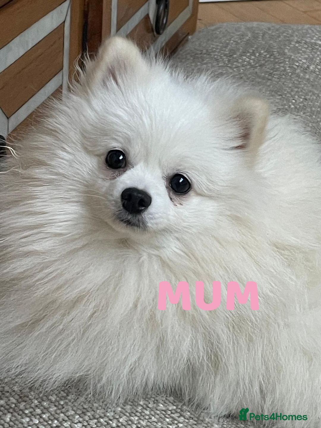 Pomeranian dogs for sale: READY 2nd August KC White Teddy Bear Poms - Image 39
