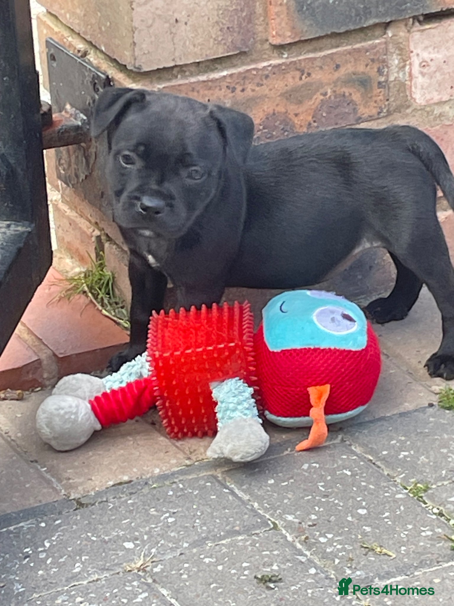 Staffordshire Bull Terrier dogs KC REGISTERED 3 BLACK BOYS 1 GIRL - Advert 1