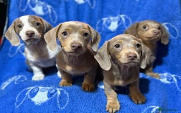 Dachshund dogs for sale: Dachshunds  - Image 19