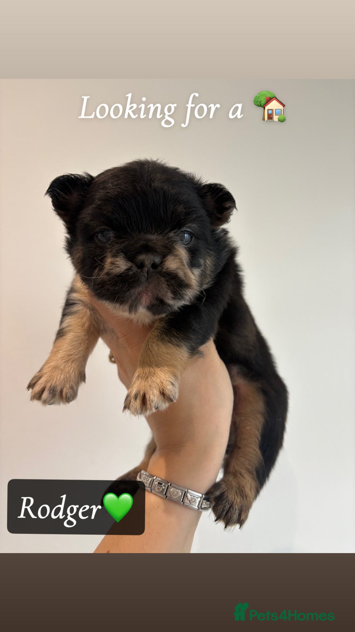 French Bulldog dogs Fluffy French bull dog puppys - Advert 8