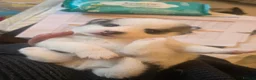 Pomsky dogs for sale: Pomsky Litter  - Advert 34