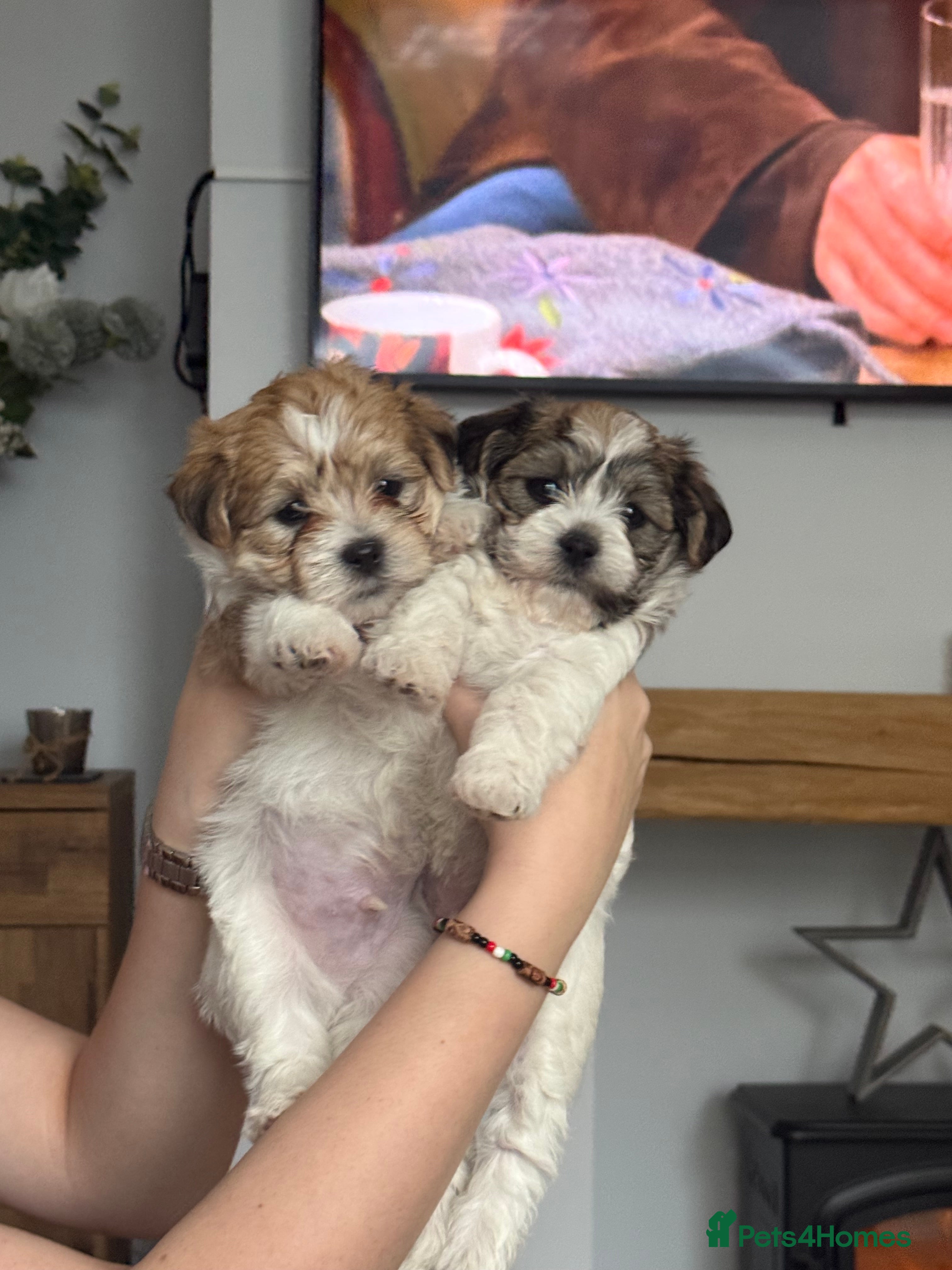Mixed Breed dogs Absolutely gorgeous lhatese puppies - Advert 10