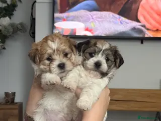 Mixed Breed dogs Absolutely gorgeous lhatese puppies - Advert 10