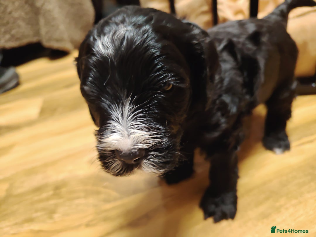 Cockapoo dogs for sale: F3 cockapoo  - Image 32