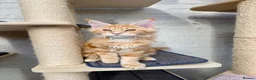 Maine Coon cats for sale: TICA Pedigree Massive Red Kittens - Advert 11