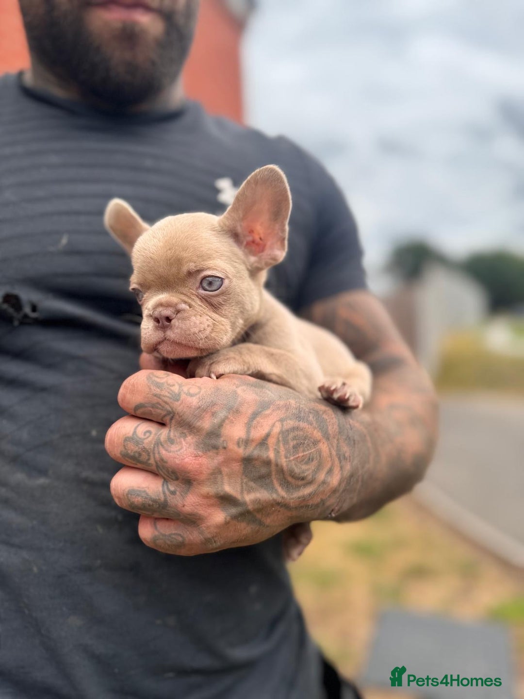 French Bulldog dogs for sale: ‼️ READY TO LEAVE NOW -3 French bulldog pups left! in Ripley - Image 22