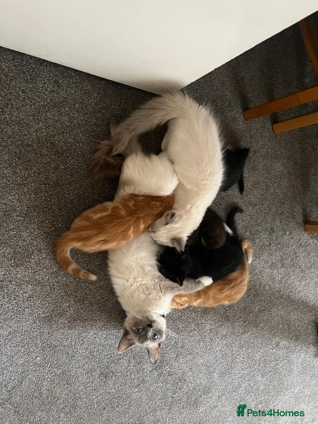 Ragdoll cats for sale: Blue BiColour Ragdoll Male Kitten  - Advert 2