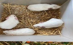 Guinea Pig rodents for sale: Baby Female Guinea Pigs For Sale - Image 4