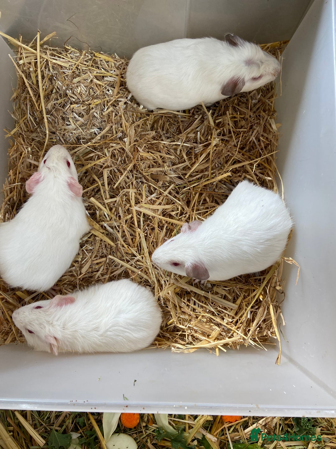 Guinea Pig rodents for sale: Baby Female Guinea Pigs For Sale - Image 4