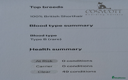 British Shorthair cats for sale: Huge Price Reduction Ready Now, Show Parents, GCCF - Image 19