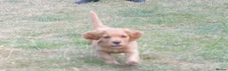 Cocker Spaniel dogs for sale: Working cocker spaniel pup's,sire is ft champion - Advert 3