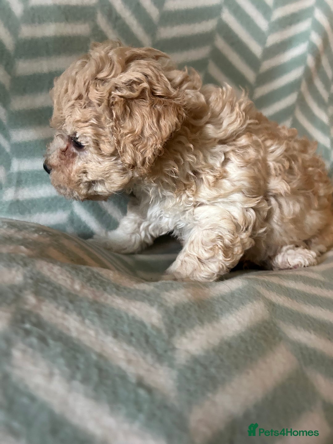 Mixed Breed dogs for sale: Beautiful Malshi-Poo Puppies (Shmoodles) ❤️ - Image 4