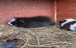 Guinea Pig rodents for sale: Bonded pair of boars - Image 1