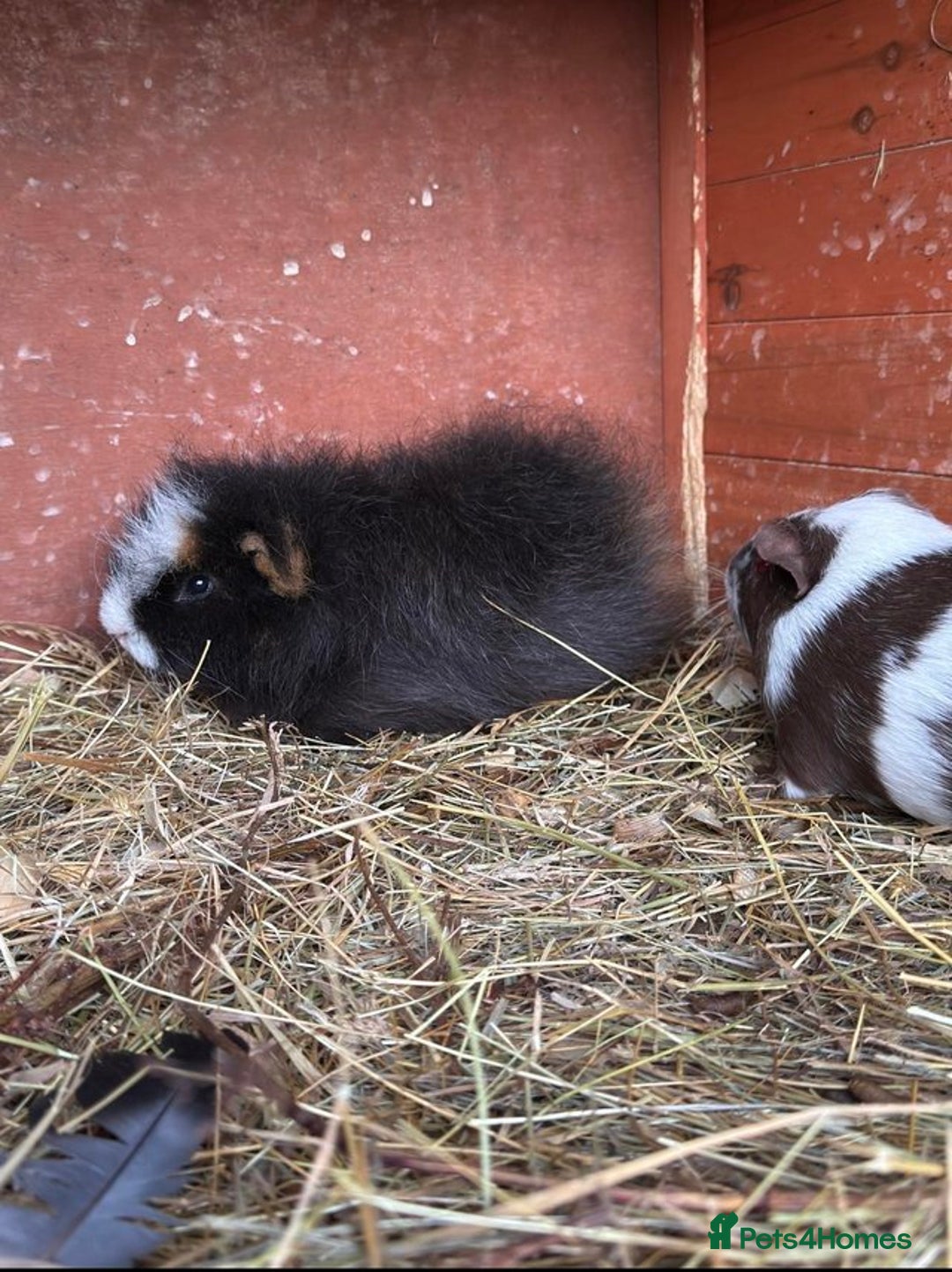 Guinea Pig rodents for sale: Bonded pair of boars - Image 1