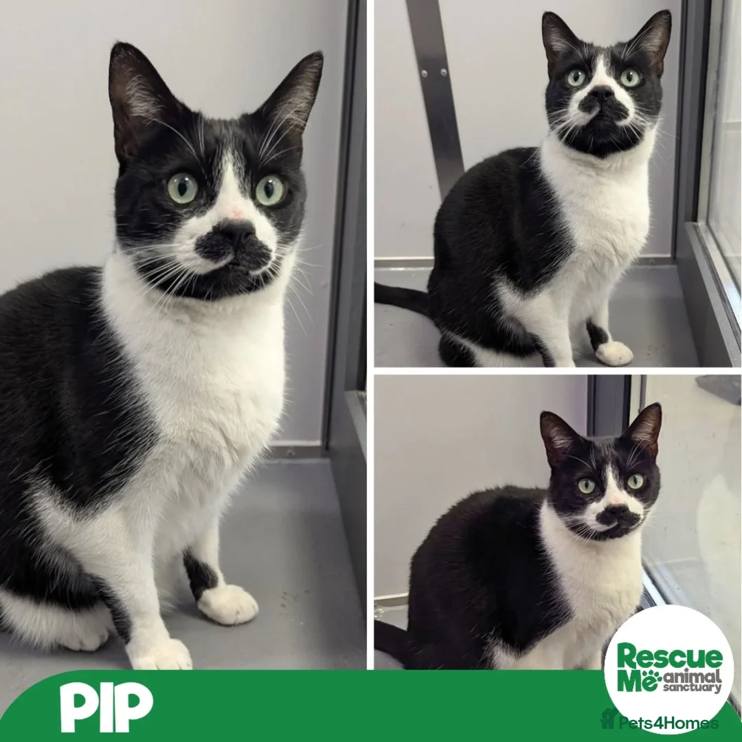 Mixed Breed cats for adoption: Pip - beautiful boy - Advert 1