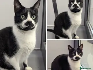 Mixed Breed cats Pip - beautiful boy - Advert 1