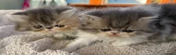 Exotic cats for sale: 2 Exotic kittens both fluffy male and female  - Advert 4