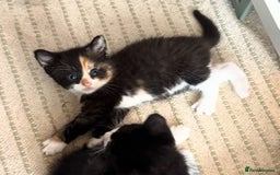 Mixed Breed cats for sale: Adorable kittens for sale - Image 16
