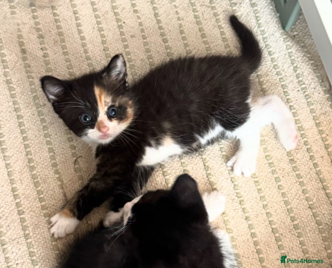 Mixed Breed cats for sale: Adorable kittens for sale - Image 16