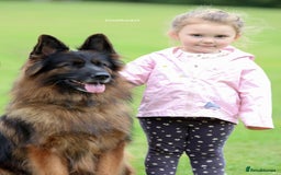 German Shepherd dogs for sale: TOP quality long coat puppies - Image 16