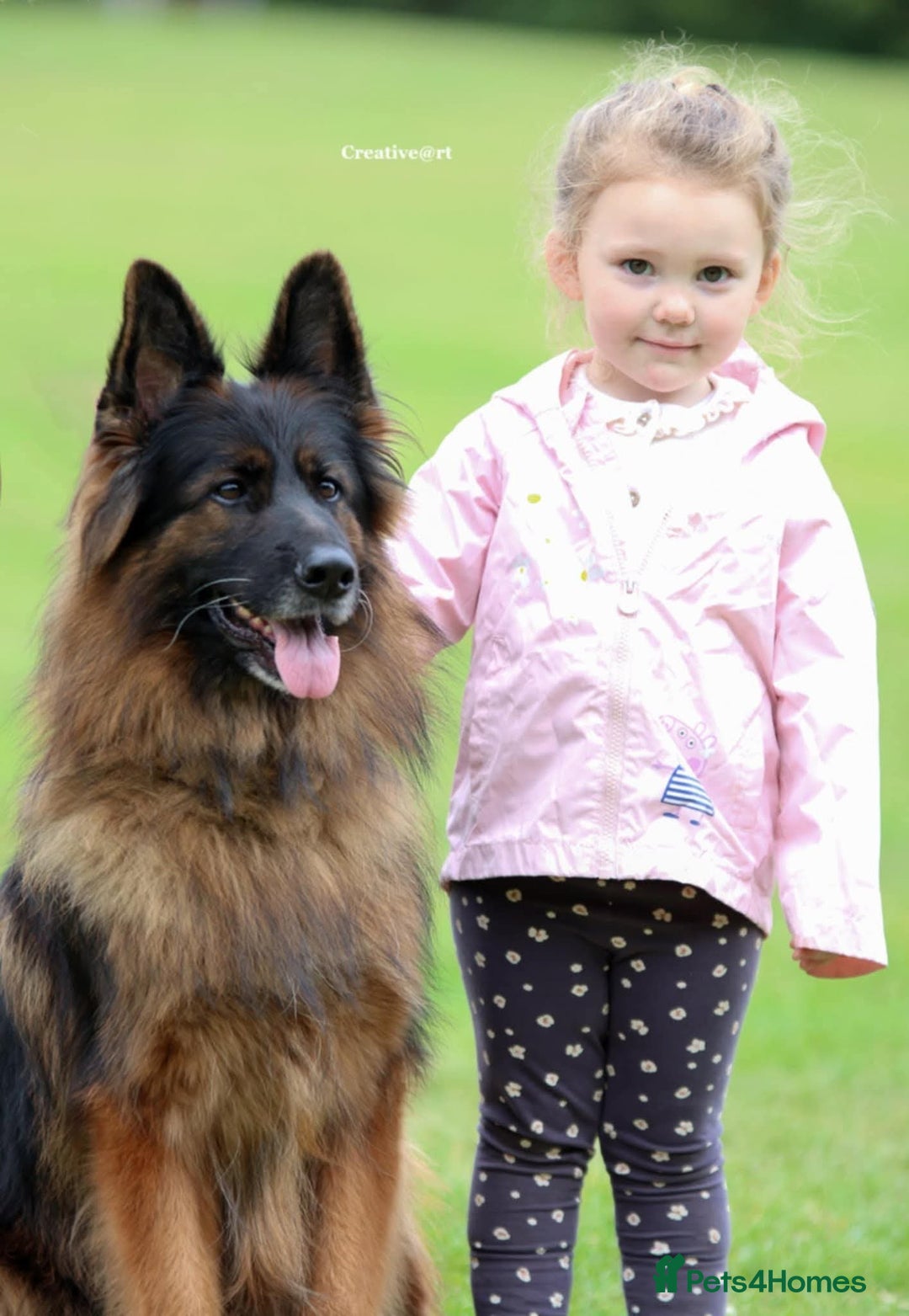 German Shepherd dogs for sale: TOP quality long coat puppies - Image 16