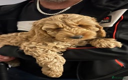 Cockapoo dogs for sale: Cockapoo in Chesterfield - Image 24