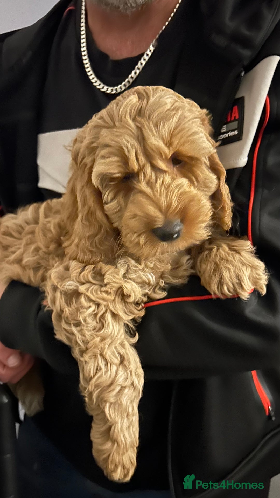 Cockapoo dogs for sale: Cockapoo in Chesterfield - Image 24