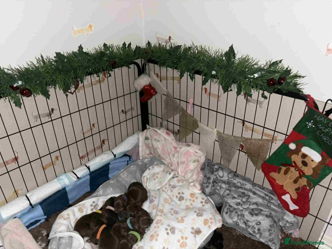 Miniature Dachshund dogs for sale: Miniature Dachshund Puppies- Family Raised - Advert 6