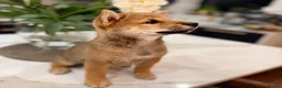 Japanese Shiba Inu dogs for sale: Exceptional Shiba Inu Puppies for Sale in London - Advert 15