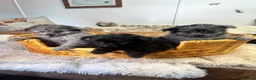 Pomapoo dogs for sale: stunning fluff balls - Advert 4