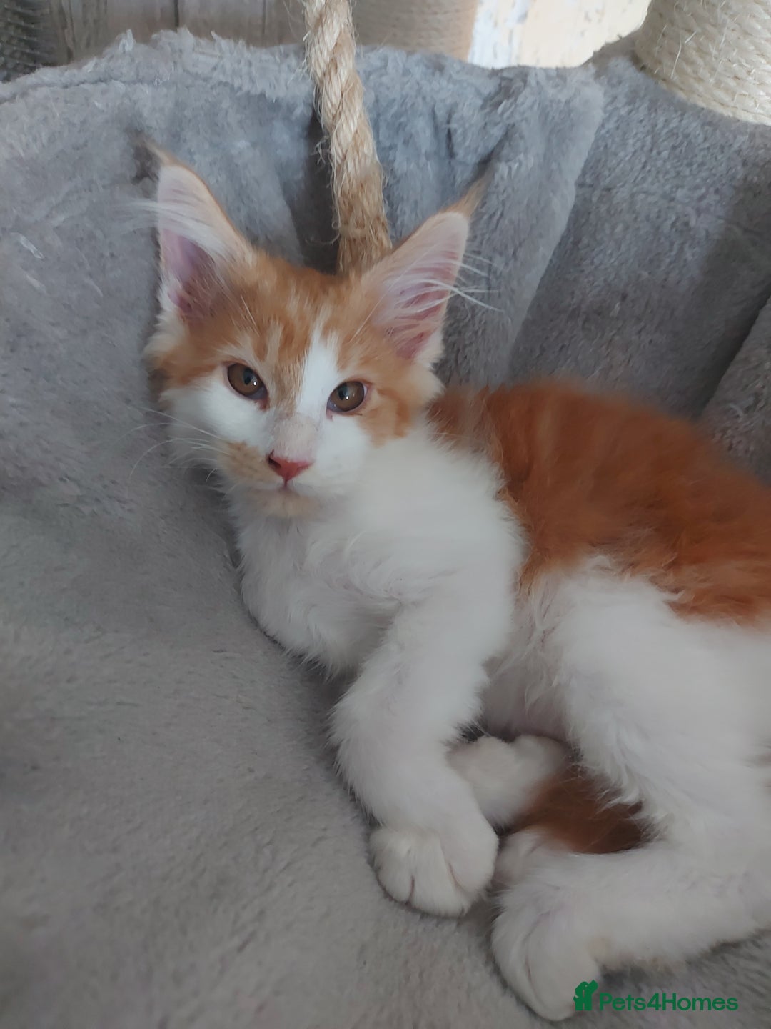 Maine Coon cats for sale: Beautiful XXL Maine-coon kittens 😸 ♥️  - Image 28