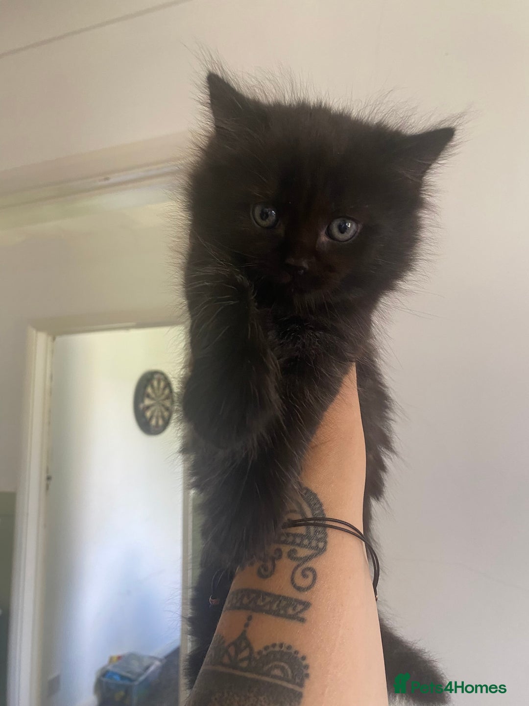 Mixed Breed cats for sale: Mainecoon and british shorthair mix  - Image 14