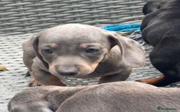 Dachshund dogs for sale: Miniature dachshunds ready now 💗 - Image 34
