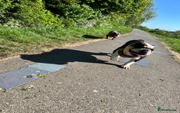 English Bulldog dogs for sale: 5 Year Old Tri Coloured English Bulldog. - Image 1