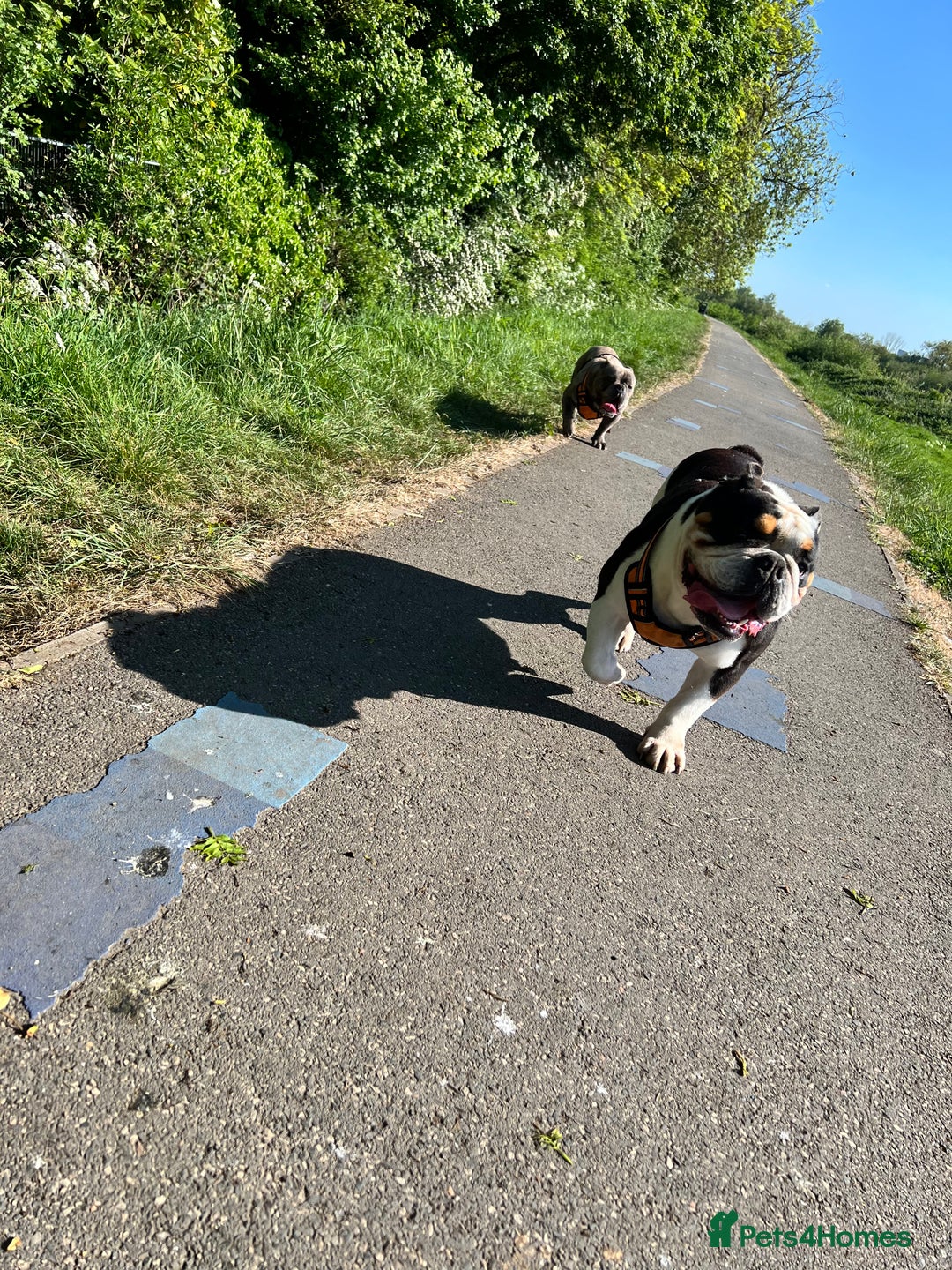 English Bulldog dogs for sale: 5 Year Old Tri Coloured English Bulldog. - Image 1