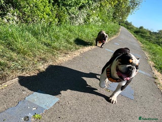 English Bulldog dogs 5 Year Old Tri Coloured English Bulldog. - Advert 16