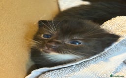 British Longhair cats for sale: 5 beautiful kittens for sale - Image 7