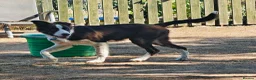 Border Collie dogs for sale: Stunning 5 month old red and white border collie - Advert 7