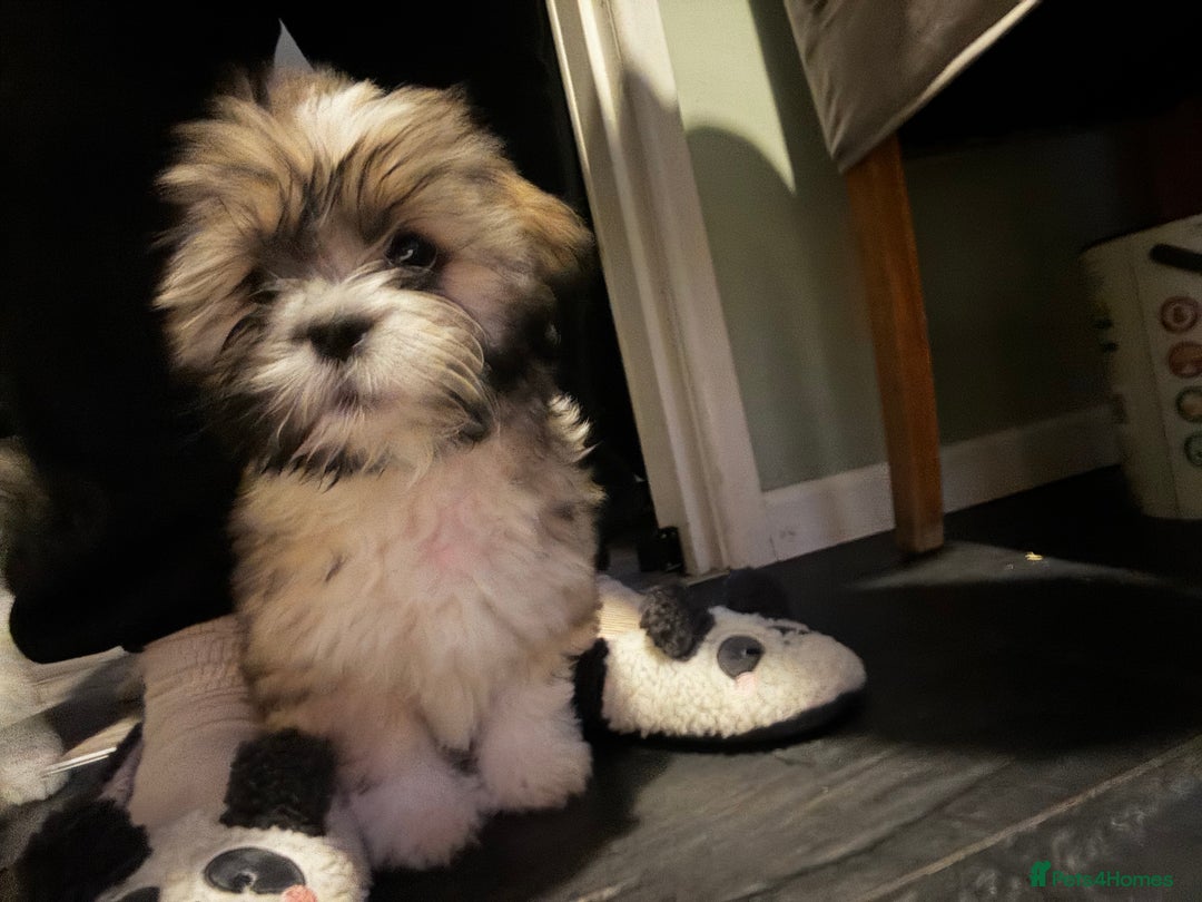 Lhasa Apso dogs for sale: Beautiful Lhasa Apso boy - Image 8