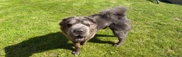 Shar Pei dogs for sale: Rare Blue Bearcoat Shar Pei Male 1 year old - Advert 24