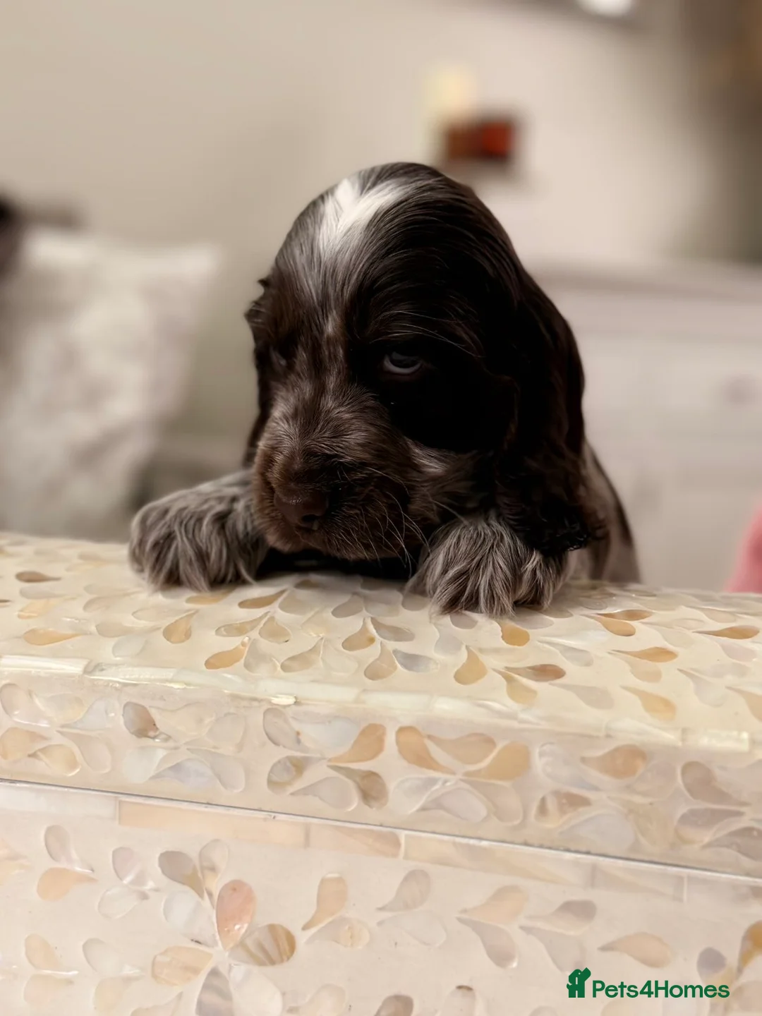 Cocker Spaniel dogs for sale: Show type cocker spaniels  - Advert 11