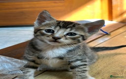 Bengal cats for sale: Half bengal kittens looking for their forever home - Image 9