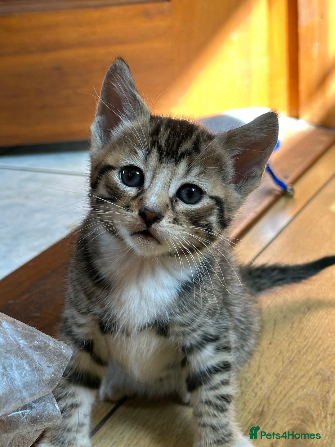 Bengal cats for sale: Half bengal kittens looking for their forever home - Image 9