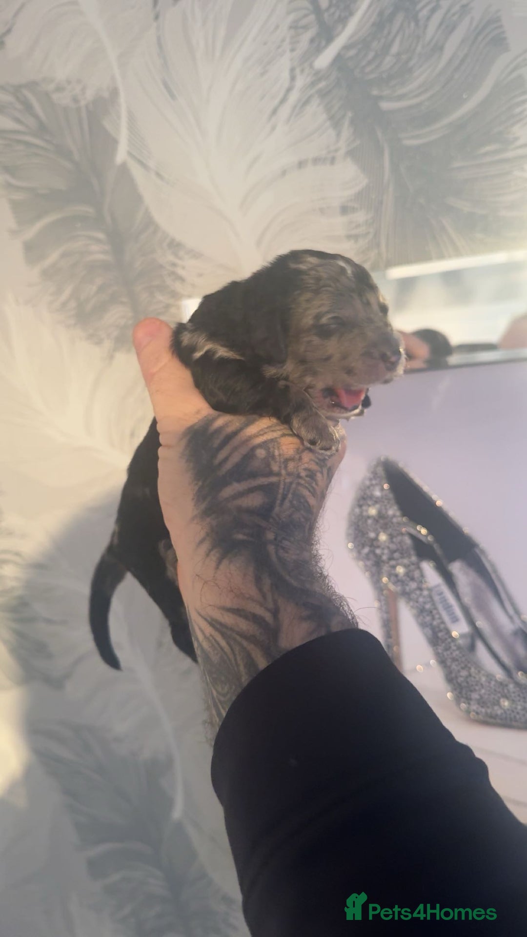 Cockapoo dogs for sale: Stunning F1b Merle cockapoos  - Advert 8