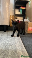 Mixed Breed cats - Advert 4