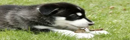Northern Inuit dogs for sale: Last boy available from health tested parents - Advert 30
