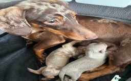 Miniature Dachshund dogs for sale: Beautiful miniature sausage dog puppies - Image 7