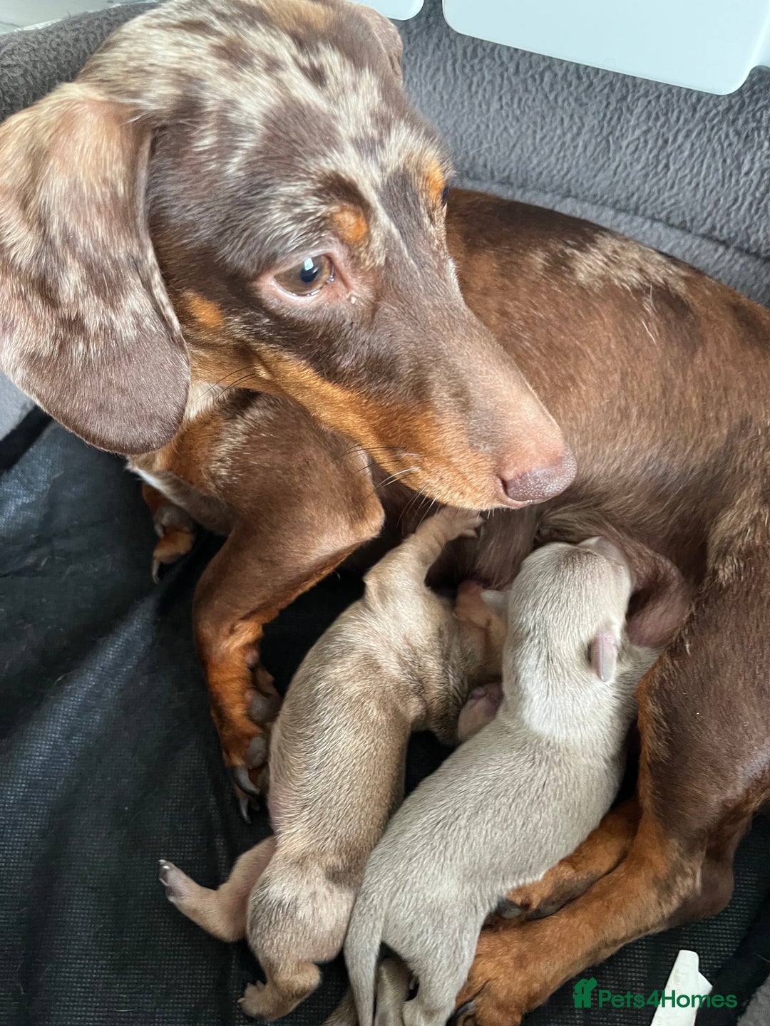 Miniature Dachshund dogs for sale: Beautiful miniature sausage dog puppies - Image 7